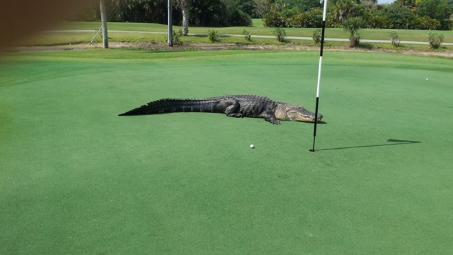 A golfozó észrevette az aligátort a pályán, ami ezután történt az váratlanul ért mindenkit!