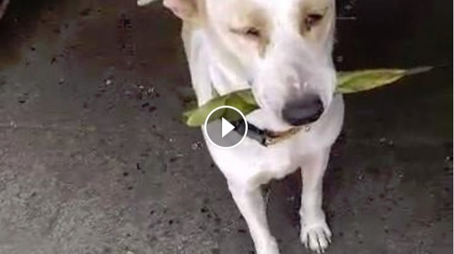 Ez a kóbor kutya minden alkalommal ajándékot visz a neki enni adónak. (VIDEO)