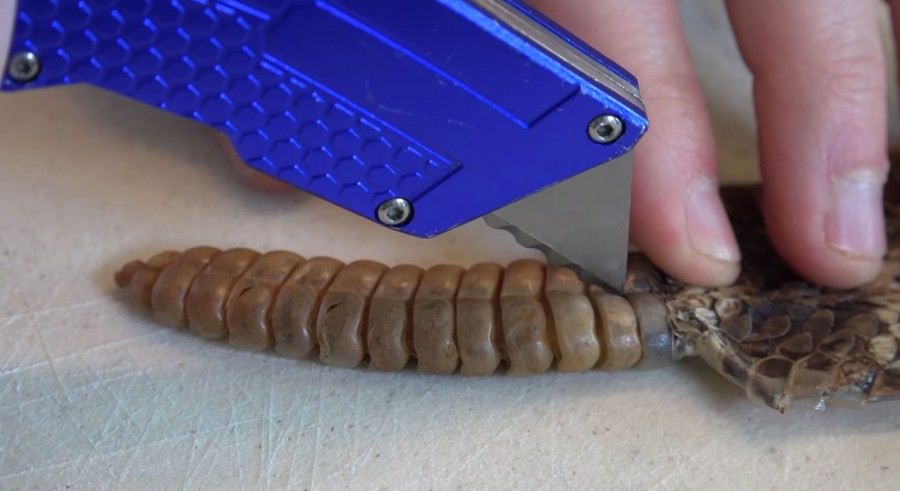 Tudja mi csörög a csörgőkígyó farkában?