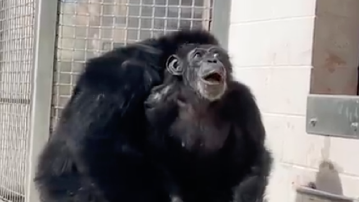 A 28 éves csimpánz, aki életében először látta meg az eget -Rendkívül megható videó!