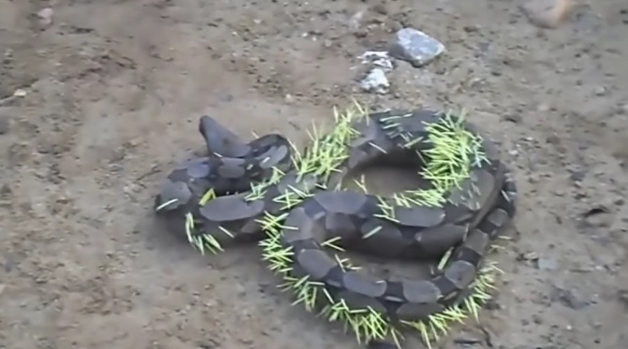 Elképesztő felvétel! Az óriáskígyó megpróbált megenni egy tarajos sünt!
