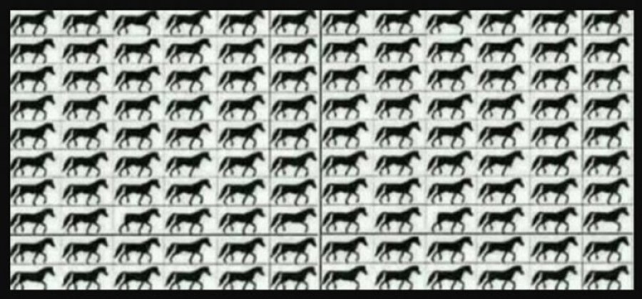 Szem teszt! Teszteld le a szemed: Hány három lábú ló van a képen?